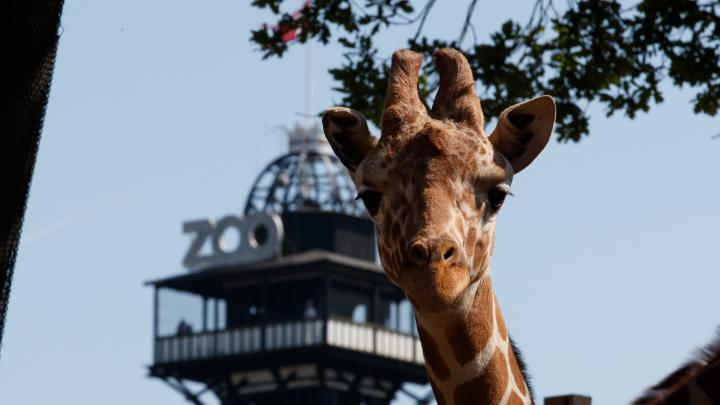 En giraf med Zoo-tårnet i baggrunden